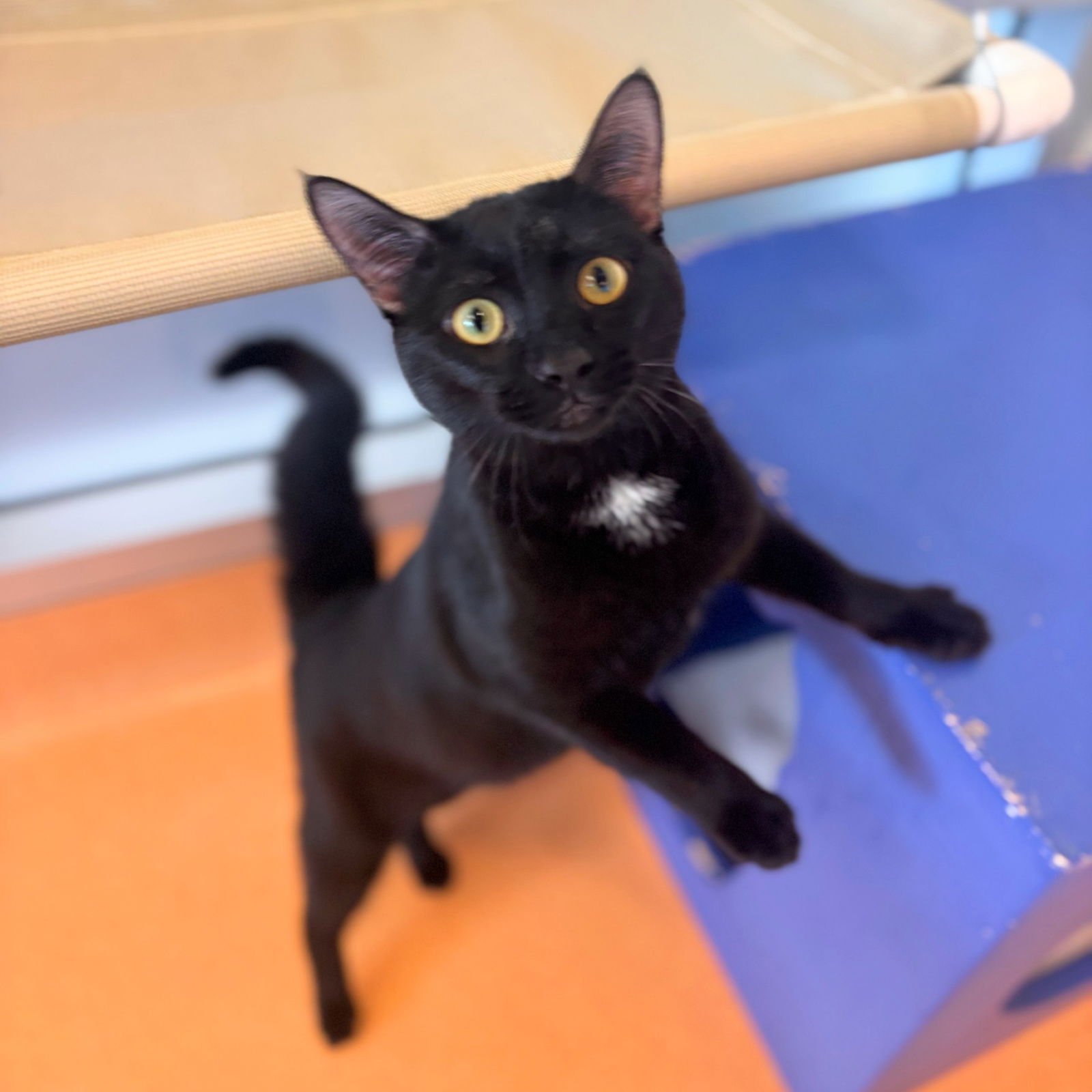 RYAN - Domestic Short Hair available for adoption