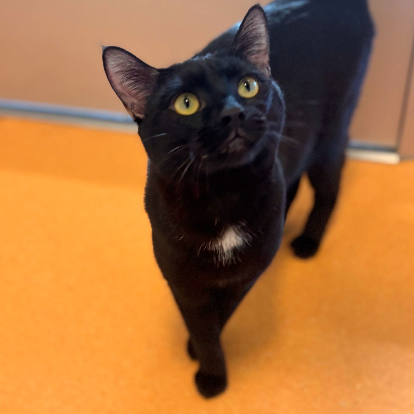 RYAN - Domestic Short Hair available for adoption