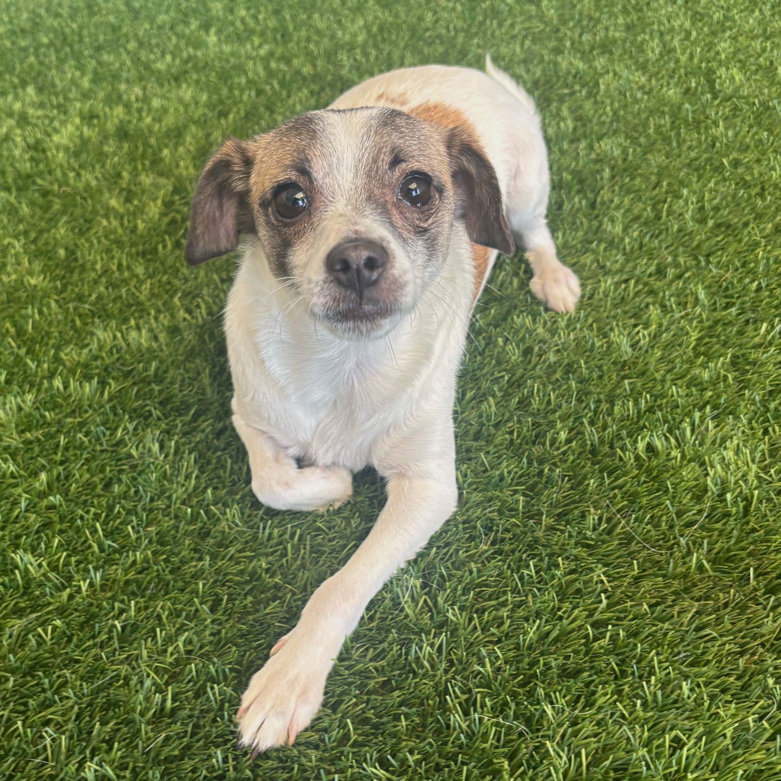 QUESO - Chihuahua / Pomeranian available for adoption