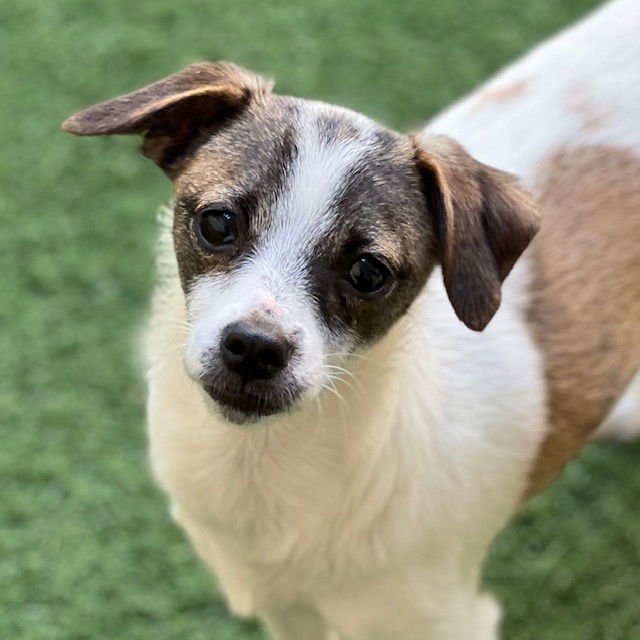 QUESO - Chihuahua / Pomeranian available for adoption