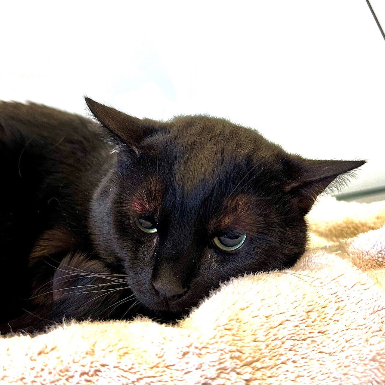 SYLVESTOR - Domestic Short Hair available for adoption