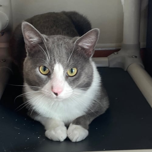 MOKI - Domestic Short Hair available for adoption