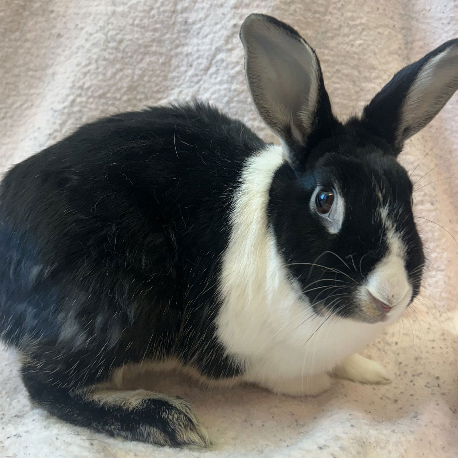 LORI - Shorthaired Rabbit available for adoption