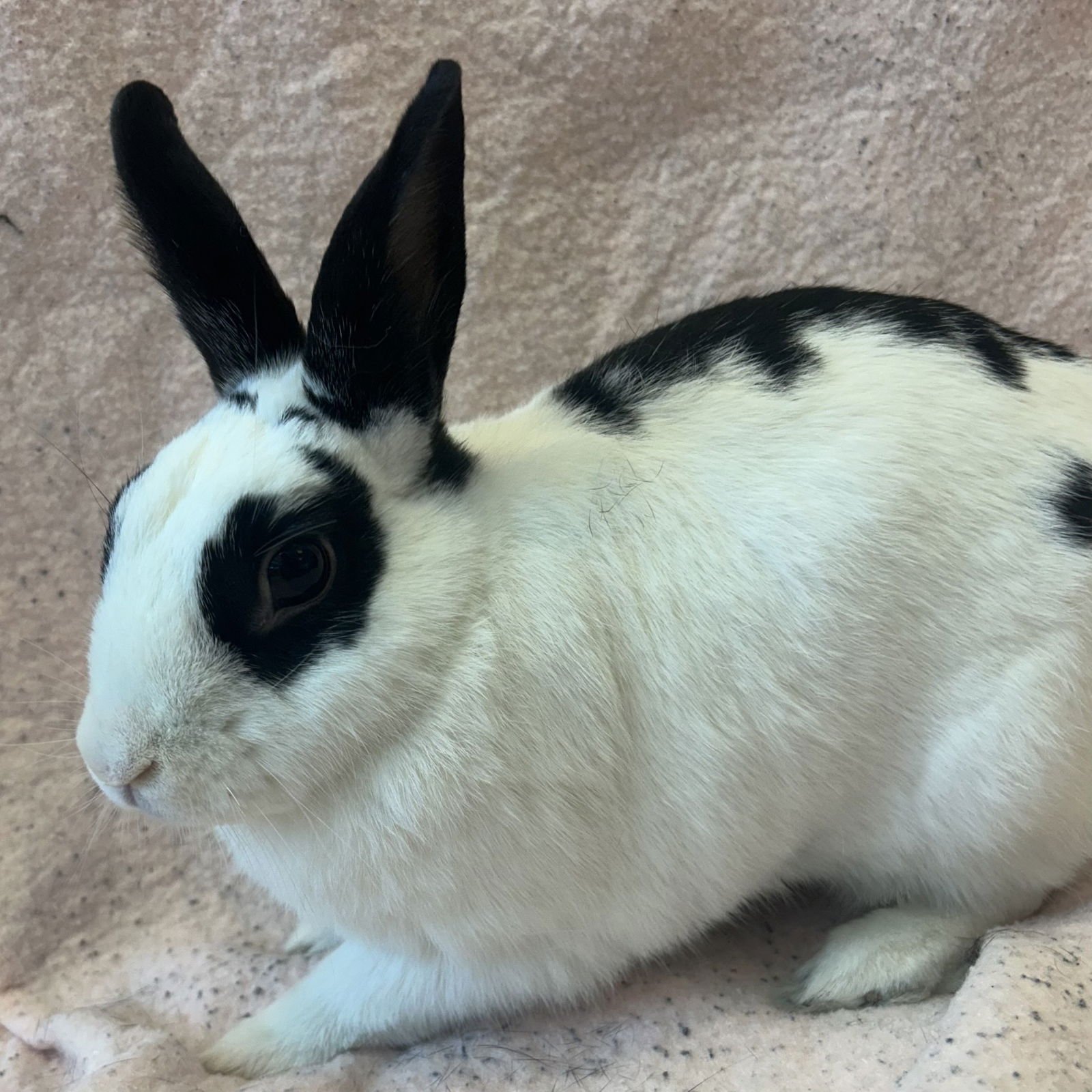LORI - Shorthaired Rabbit available for adoption