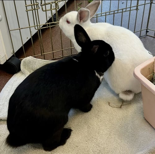 YUKI & BENI - American / Shorthaired Rabbit available for adoption