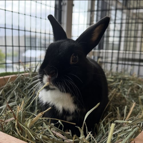 YUKI & BENI - American / Shorthaired Rabbit available for adoption