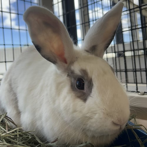 PEPPER - Shorthaired Rabbit available for adoption
