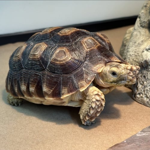 SPRING - Sulcata (African Spur Thigh) available for adoption