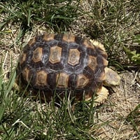Spring - Photo 2