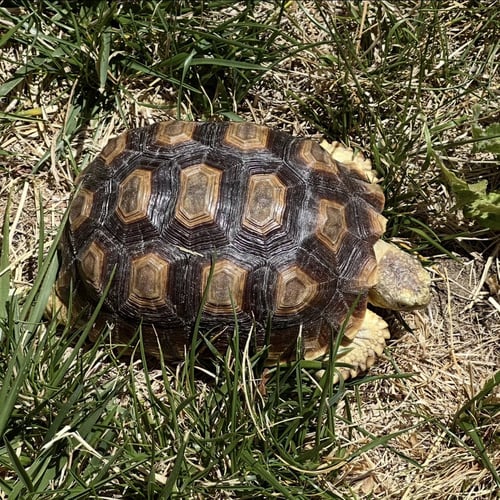 SPRING - Sulcata (African Spur Thigh) available for adoption