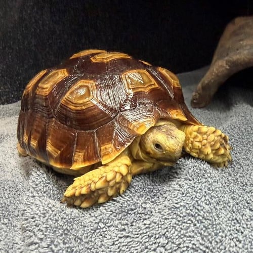 SPRING - Sulcata (African Spur Thigh) available for adoption