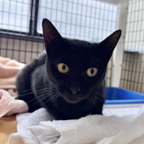 DOT - Domestic Short Hair available for adoption