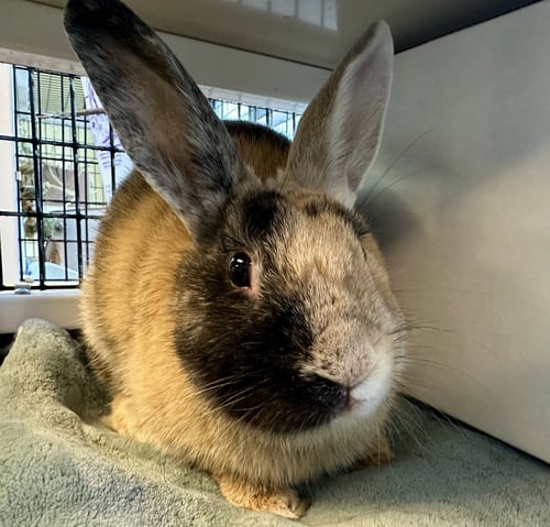 FRITO - Shorthaired Rabbit / Harlequin available for adoption