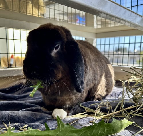 ASH - Shorthaired Rabbit available for adoption