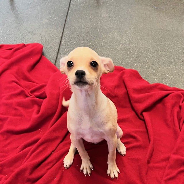 CHAMPAGNE THE PUPPY! - Chihuahua available for adoption