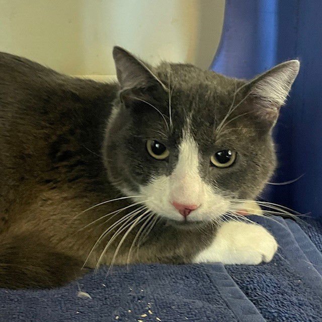 CLYDE - Domestic Short Hair available for adoption