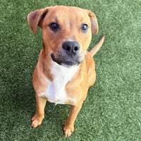 Luigi - Photo 1