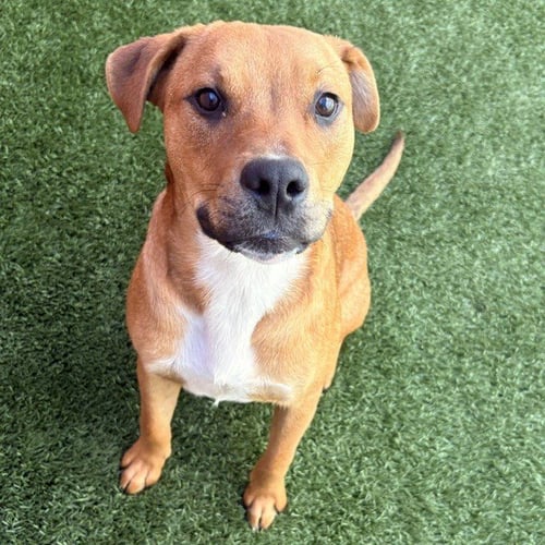 LUIGI - Shepherd available for adoption