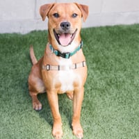 Luigi - Photo 3