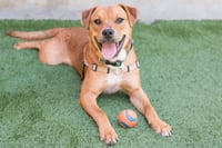 Luigi - Photo 4
