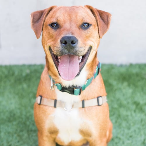 LUIGI - Shepherd available for adoption