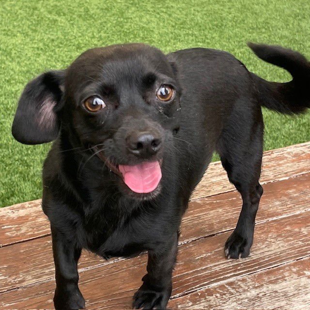 LOLITA - Chihuahua available for adoption