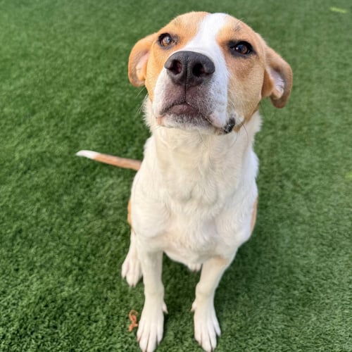 BAILEY - Beagle / Hound available for adoption