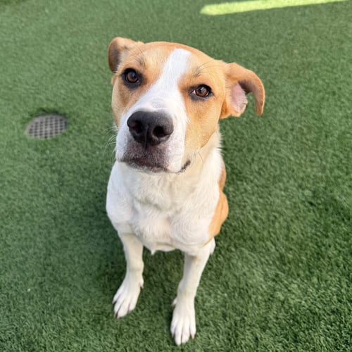 BAILEY - Beagle / Hound available for adoption