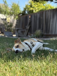 Bailey - Photo 3