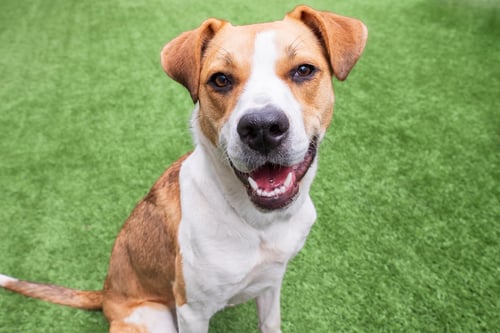 BAILEY - Hound available for adoption
