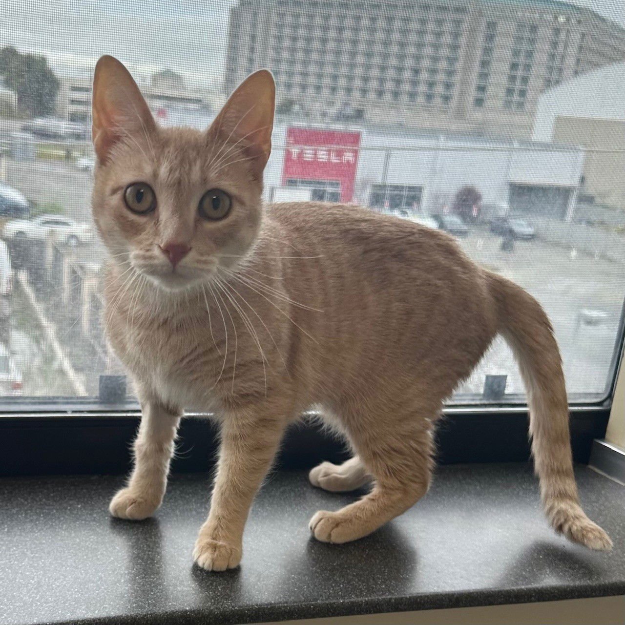 RAMONA - Domestic Short Hair available for adoption