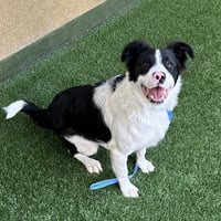 Otis - Photo 2