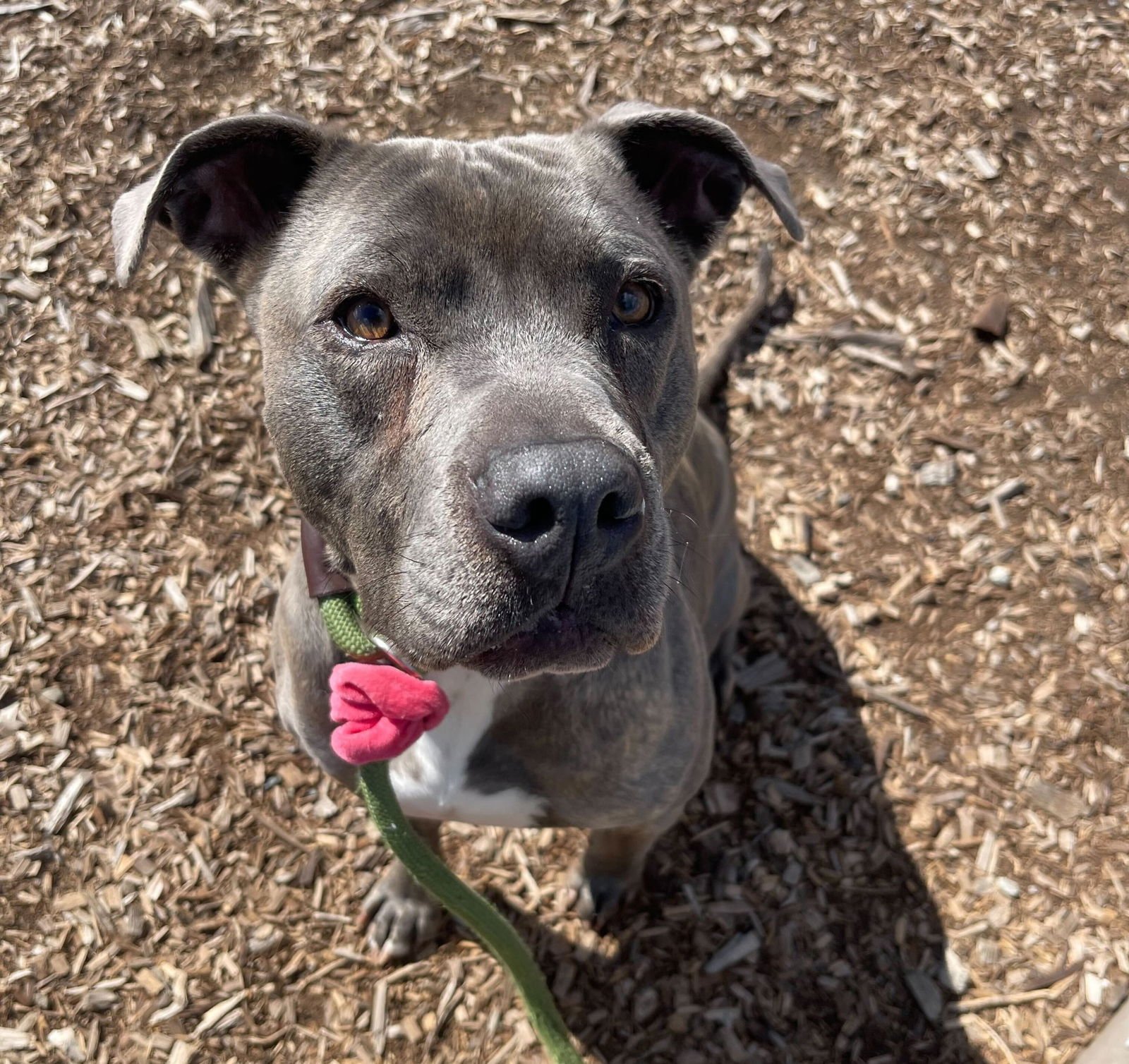 COCO - Pit Bull Terrier available for adoption