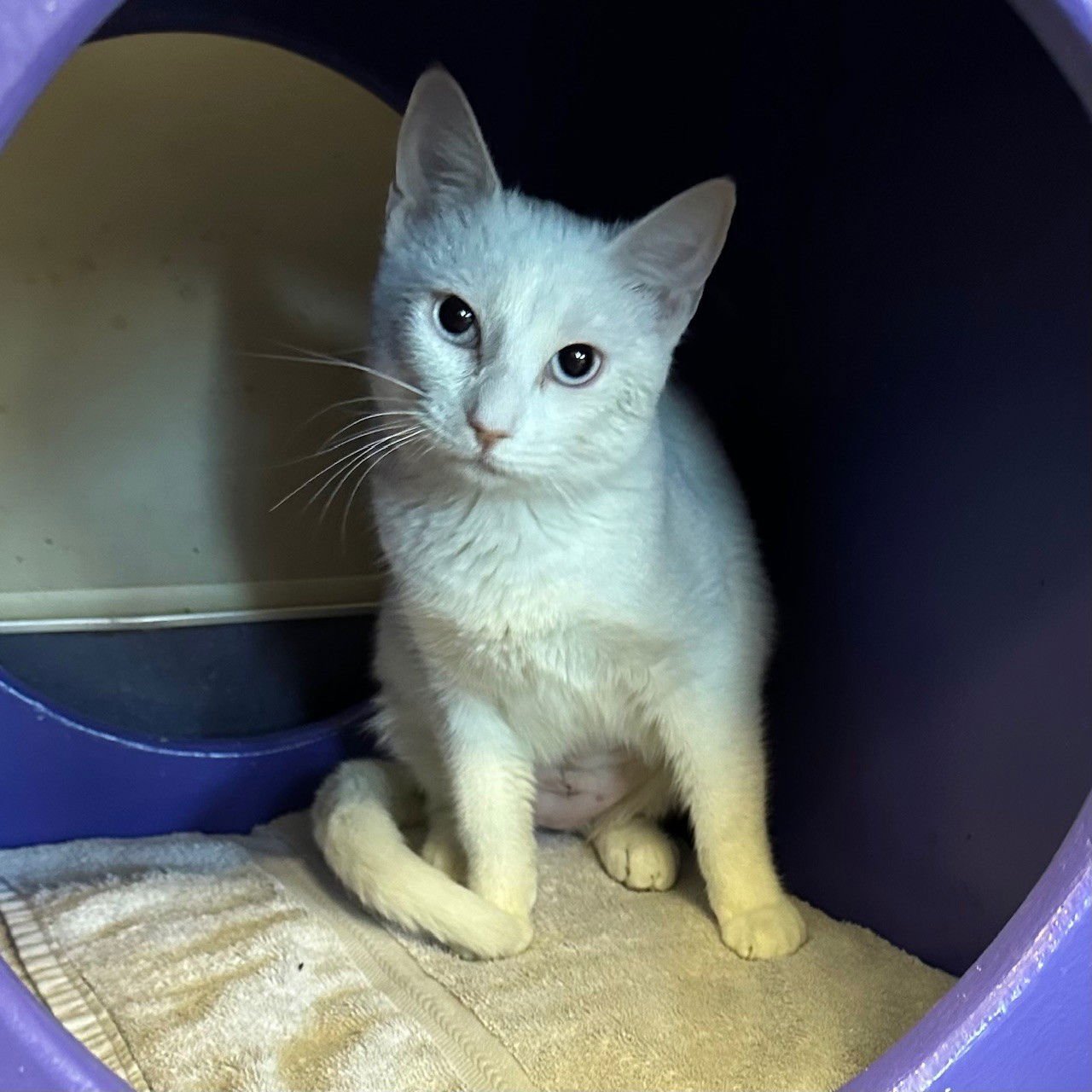 MOON - Domestic Short Hair available for adoption