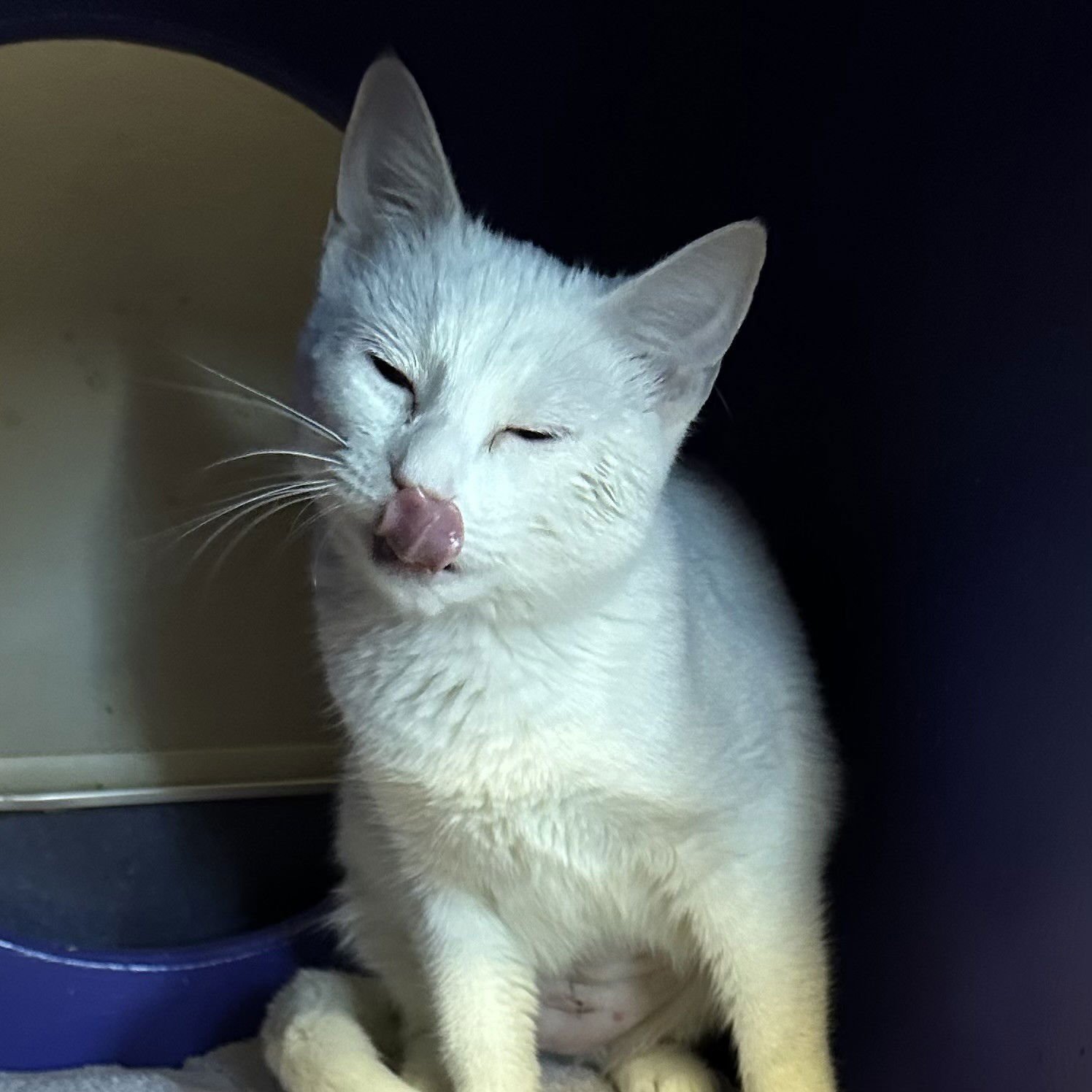 MOON - Domestic Short Hair available for adoption