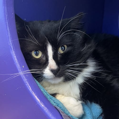 FRED - Domestic Medium Hair available for adoption