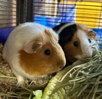 Emerson & Marshmallow(F) - Photo 1