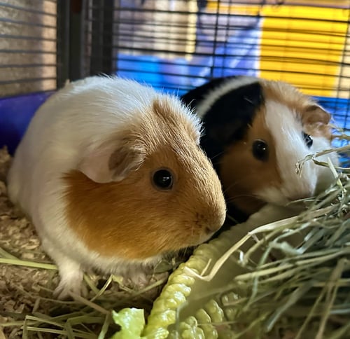 EMERSON & MARSHMALLOW(F) - Guinea Pig available for adoption