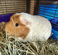 Emerson & Marshmallow(F) - Photo 2