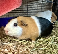 Emerson & Marshmallow(F) - Photo 3