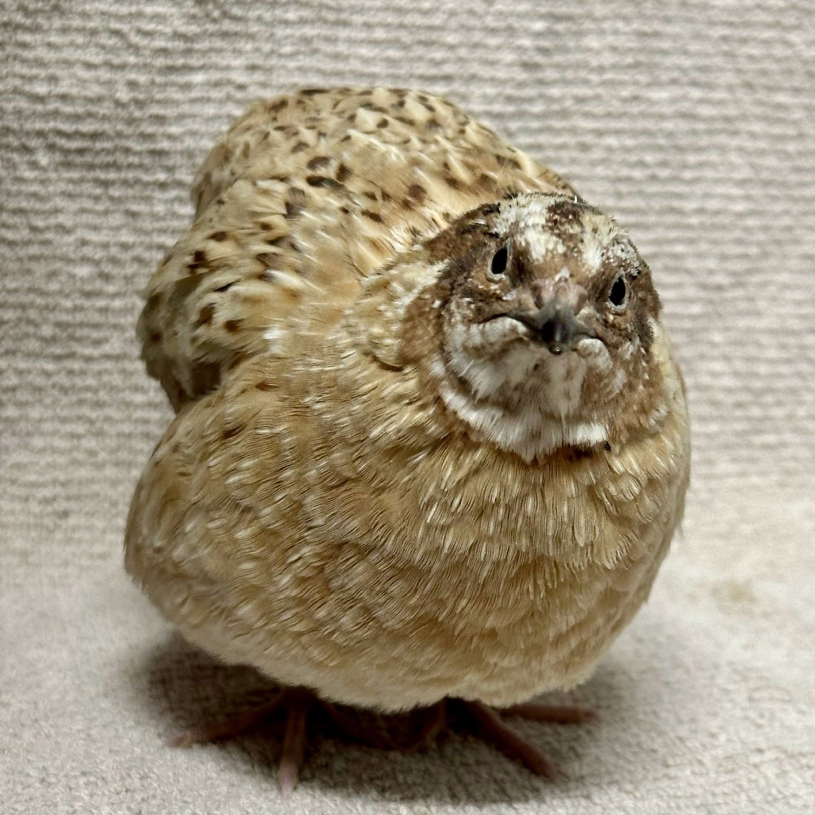 SCOUT (LAYS EGGS!) - Quail available for adoption