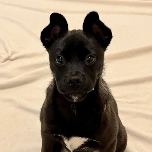 LIORA THE PUPPY! - Shepherd available for adoption