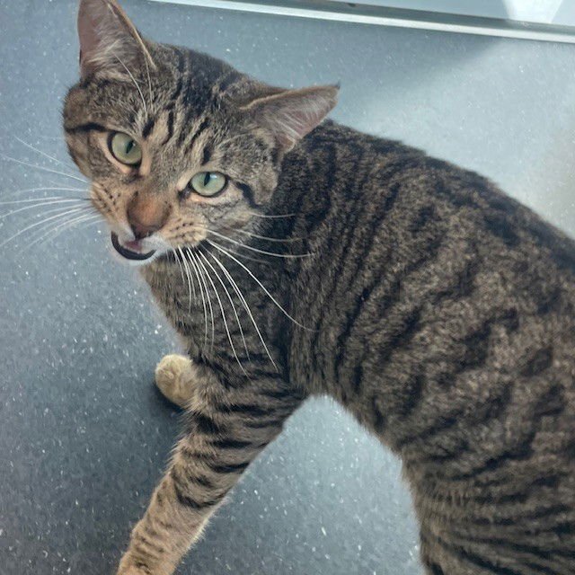 CASANOVA - Domestic Short Hair available for adoption