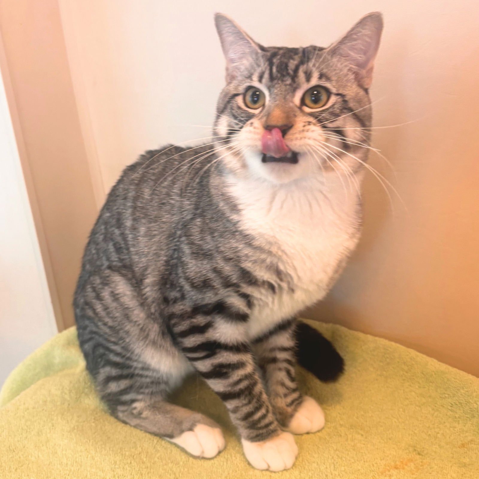 FELICE - Domestic Short Hair available for adoption