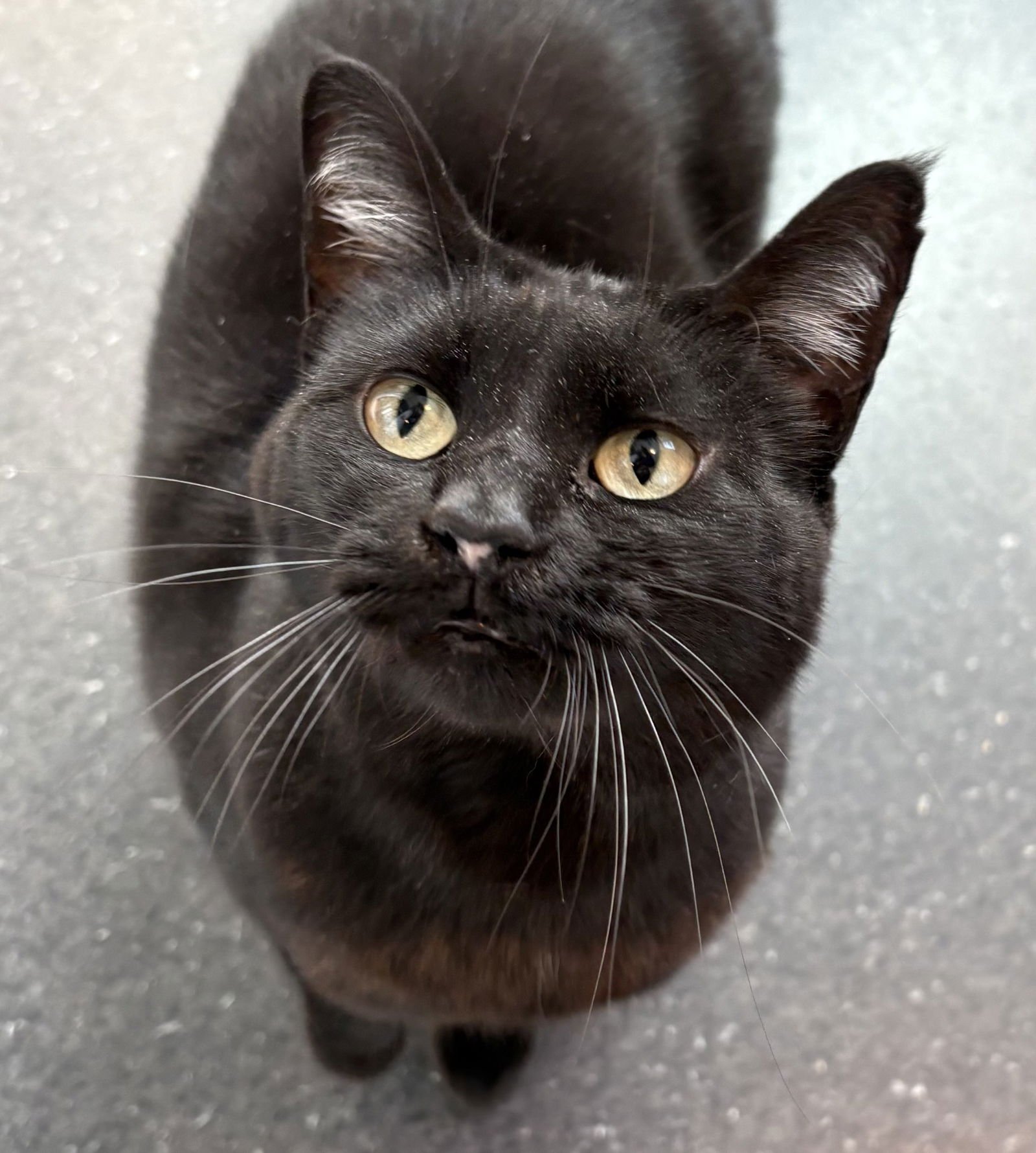 SADIE - Domestic Short Hair available for adoption