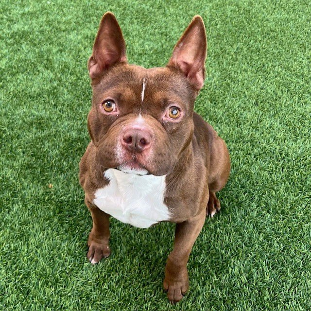 BIBBLE - French Bulldog / Bulldog available for adoption