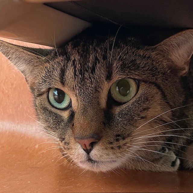 SAM - Tabby available for adoption