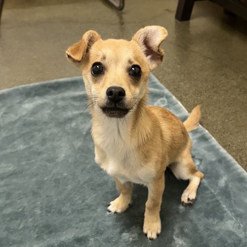 BUGSY - Chihuahua available for adoption