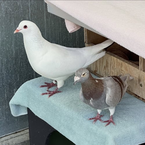 PASTEL & SHORTCAKE - Pigeon available for adoption