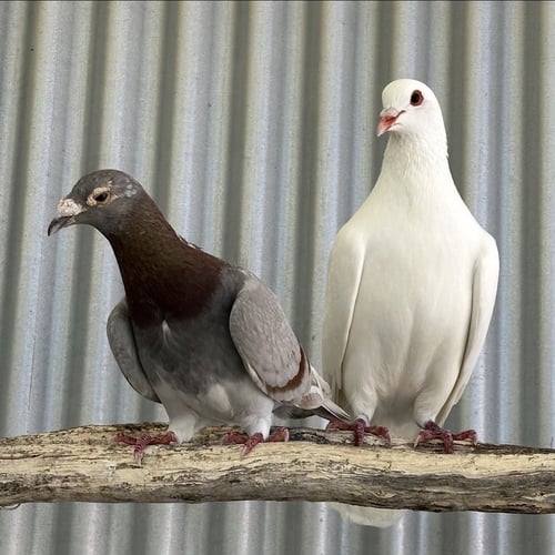 PASTEL & SHORTCAKE - Pigeon available for adoption